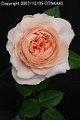 Rosa Ambridge Rose
